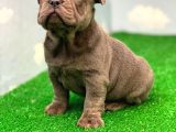 Exotic Blue Safkan French Bulldog