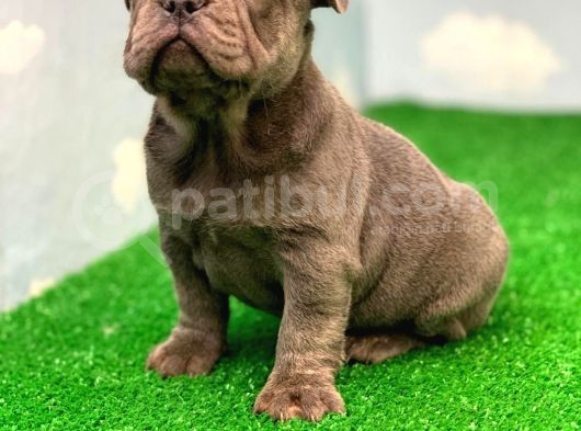 Exotic Blue Safkan French Bulldog görsel
