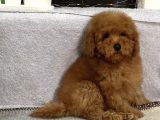 Red Mi̇ni̇ Toy Poodle Yavrular