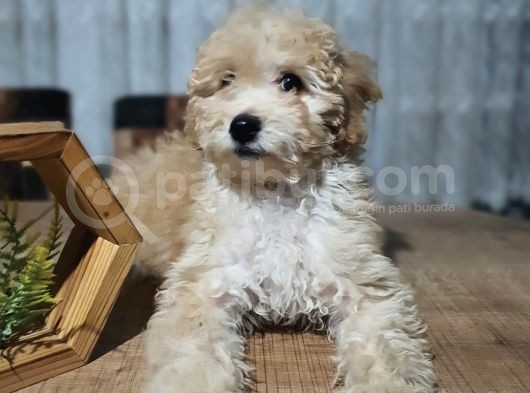 3.5 Aylık Erkek Minyatür Poodle görsel
