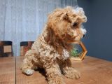 3.5 Aylık Erkek Aprikot Poodle