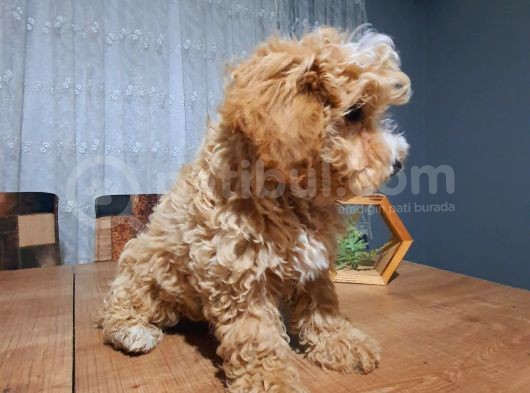 3.5 Aylık Erkek Aprikot Poodle görsel