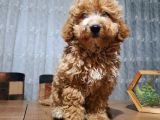 3.5 Aylık Erkek Aprikot Poodle