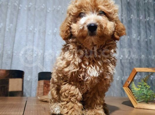 3.5 Aylık Erkek Aprikot Poodle