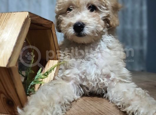 3.5 Aylık Erkek Minyatür Poodle görsel