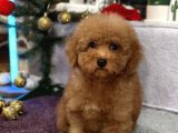 Red Mi̇ni̇ Toy Poodle Yavrular