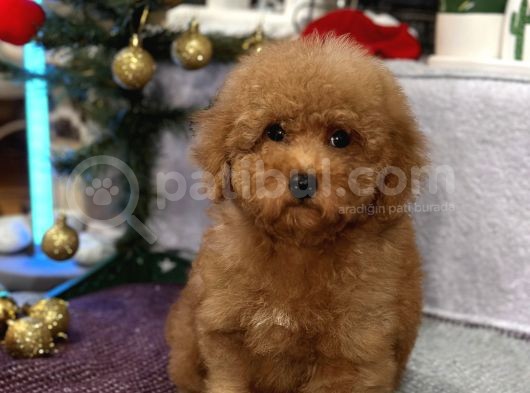 Red Mi̇ni̇ Toy Poodle Yavrular görsel