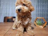 3.5 Aylık Erkek Aprikot Poodle