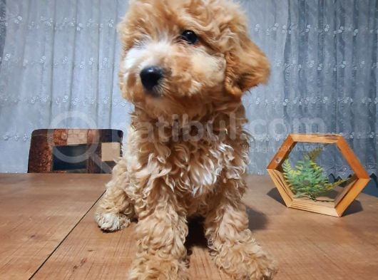 3.5 Aylık Erkek Aprikot Poodle görsel