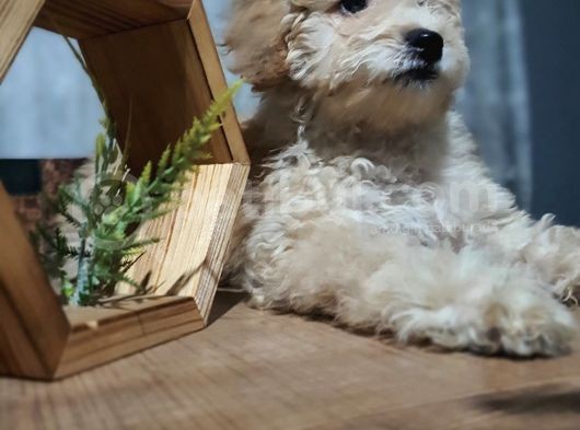 3.5 Aylık Erkek Minyatür Poodle görsel