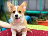 Turkiyede Tek Welsh Corgi Bebekler