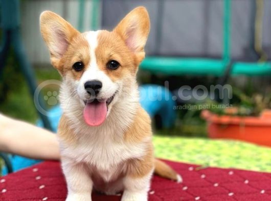 Turkiyede Tek Welsh Corgi Bebekler