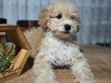 3.5 Aylık Erkek Minyatür Poodle