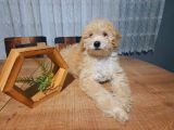 3.5 Aylık Erkek Minyatür Poodle