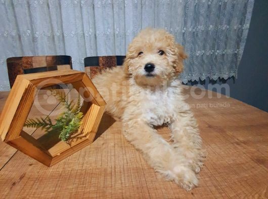 3.5 Aylık Erkek Minyatür Poodle