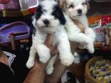 Morkie Cinsi Yavrular 