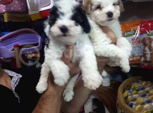 Morkie Cinsi Yavrular 