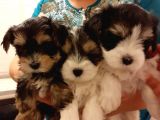 Morkie Cinsi Yavrular 