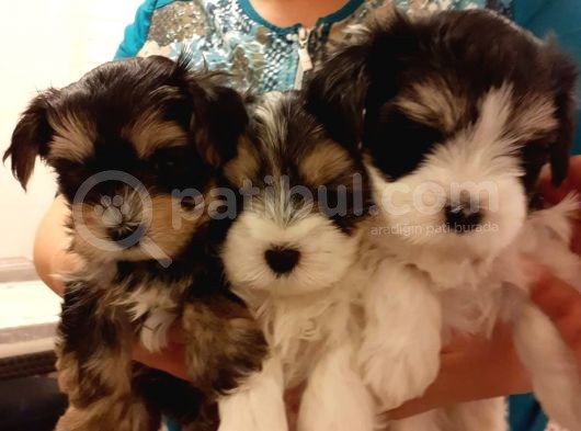 Morkie Cinsi Yavrular 