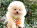Pomeranian Boo Yavrularımız