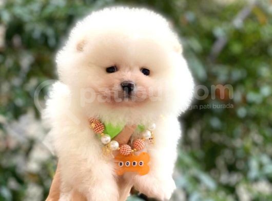 Pomeranian Boo Yavrularımız görsel