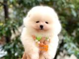 Pomeranian Boo Yavrularımız