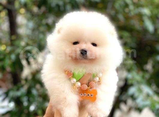 Pomeranian Boo Yavrularımız görsel