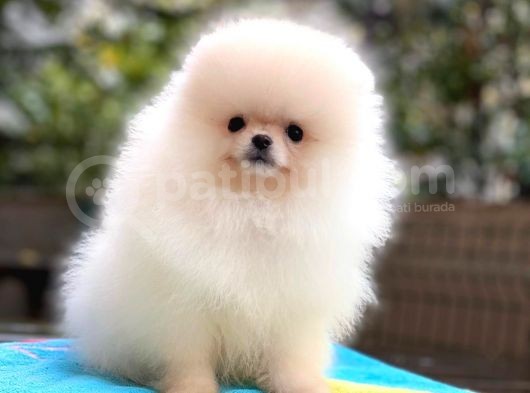 Pomeranian Boo Yavrularımız görsel