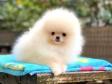 Pomeranian Boo Yavrularımız