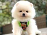 Pomeranian Boo Yavrularımız