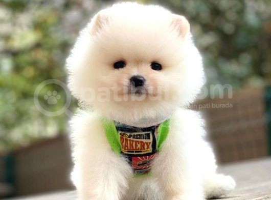 Pomeranian Boo Yavrularımız görsel