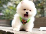 Pomeranian Boo Yavrularımız