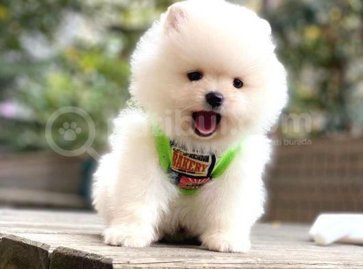 Pomeranian Boo Yavrularımız