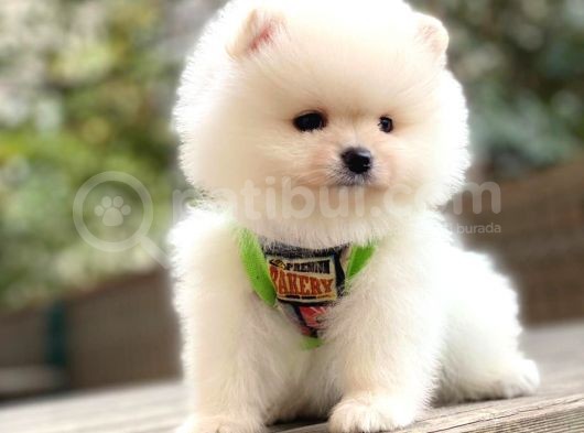 Pomeranian Boo Yavrularımız görsel
