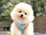 Güzel Kizlari̇mi̇z Pomerani̇an Boo