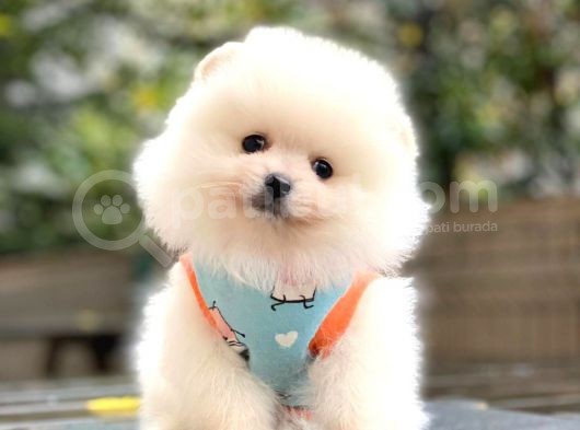 Güzel Kizlari̇mi̇z Pomerani̇an Boo görsel
