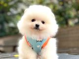 Güzel Kizlari̇mi̇z Pomerani̇an Boo