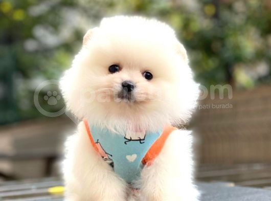 Güzel Kizlari̇mi̇z Pomerani̇an Boo görsel