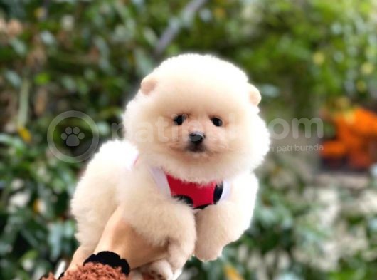 Güzel Kizlari̇mi̇z Pomerani̇an Boo görsel