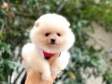 Güzel Kizlari̇mi̇z Pomerani̇an Boo