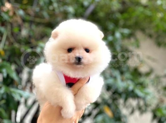 Güzel Kizlari̇mi̇z Pomerani̇an Boo görsel