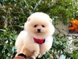 Güzel Kizlari̇mi̇z Pomerani̇an Boo