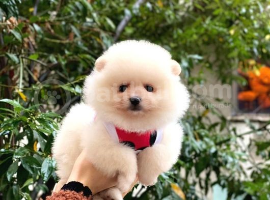Güzel Kizlari̇mi̇z Pomerani̇an Boo