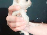 Chi̇uavava Teacup Kar Beyaz Bebekler