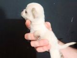 Chi̇uavava Teacup Kar Beyaz Bebekler