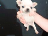 CHİUAVAVA TEACUP KAR BEYAZ BEBEKLER
