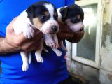 Sağlik Garanti̇li̇ Jack Russell Yavrular