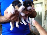 Sağlik Garanti̇li̇ Jack Russell Yavrular