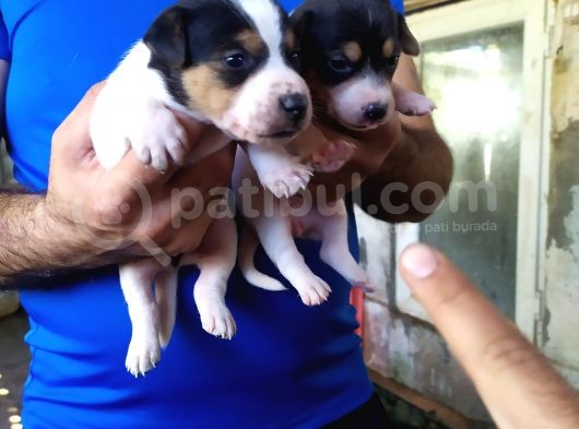 Sağlik Garanti̇li̇ Jack Russell Yavrular görsel