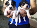 Sağlik Garanti̇li̇ Jack Russell Yavrular